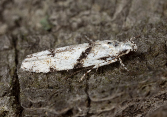 Arogalea cristifasciella Gelechiidae