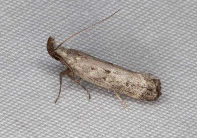 Dichomeris inversella? Gelechiidae