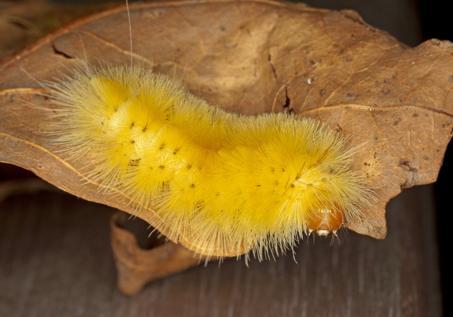 Halysidota harrisii? Erebidae