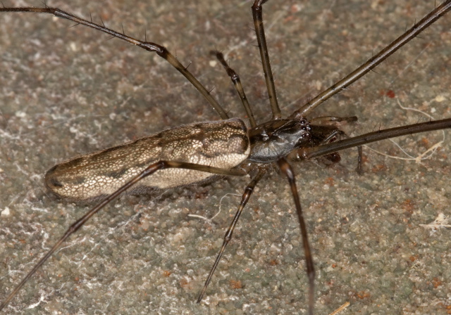 Tetragnatha versicolor? Tetragnathidae