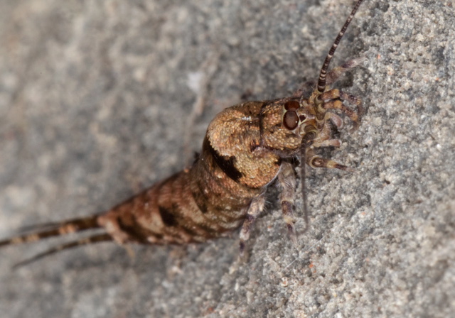 Trigoniophthalmus alternatus Machilidae