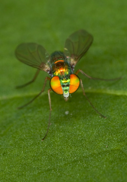 Condylostylus caudatus group? Dolichopodidae