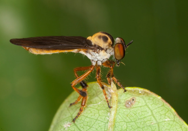 Holcocephala abdominalis? Asilidae