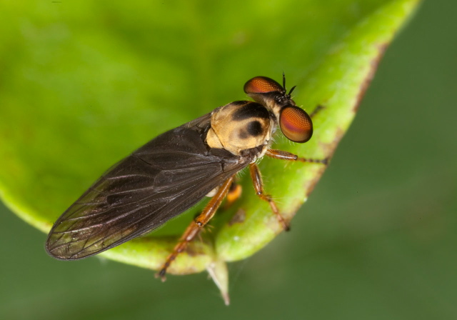 Holcocephala abdominalis? Asilidae