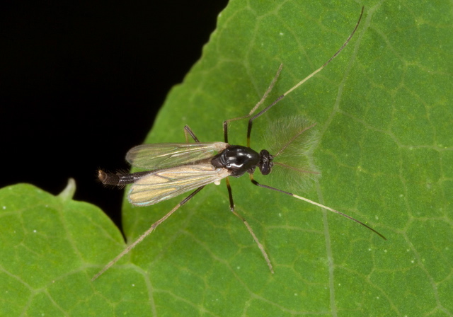 Paratendipes albimanus Chironomidae