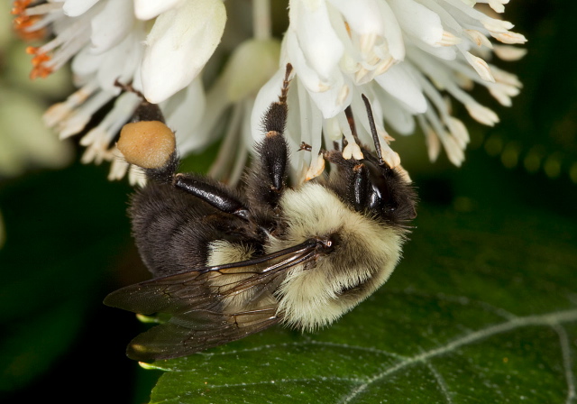 Bombus (Pyrobombus) impatiens Apidae