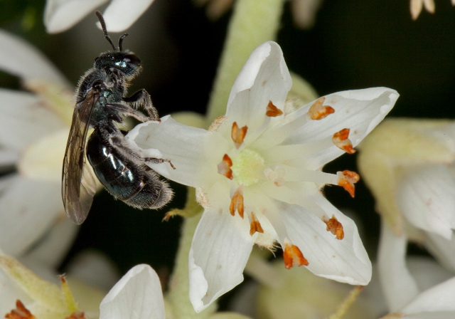 Lasioglossum (Dialictus) sp. Halictidae