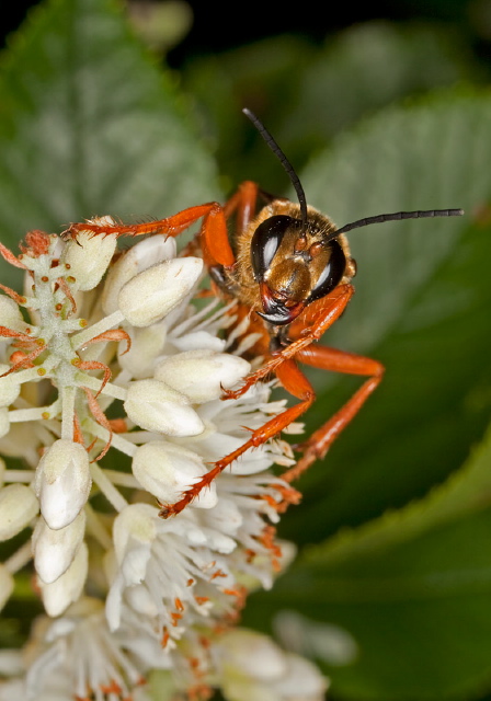 Sphex ichneumoneus Sphecidae