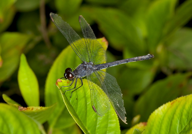 Erythrodiplax berenice Libellulidae