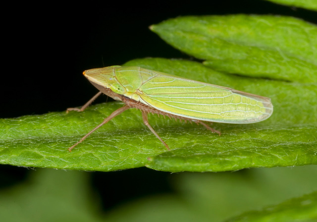 Draeculacephala sp. Cicadellidae