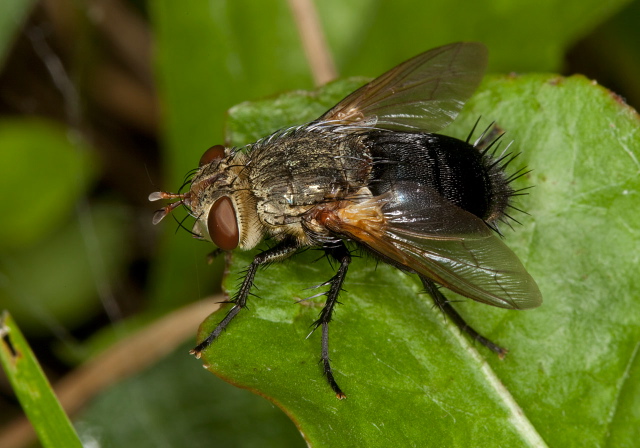 Archytas sp. Tachinidae