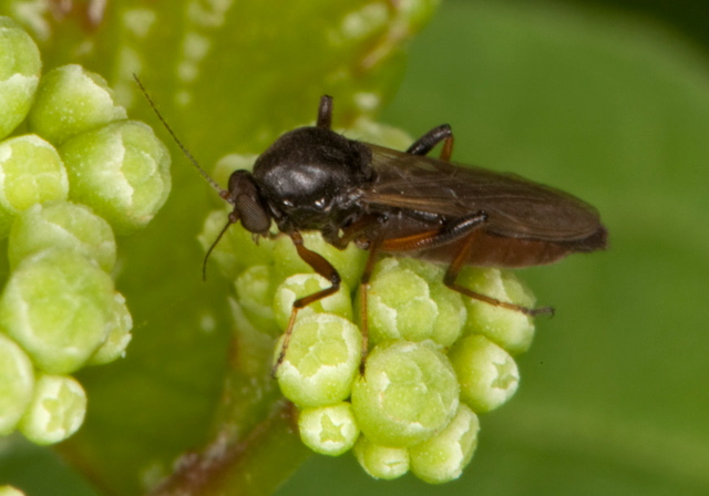 Palpomyia sp.? Ceratopogonidae