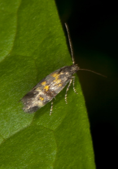 Chrysoesthia sexguttella Gelechiidae
