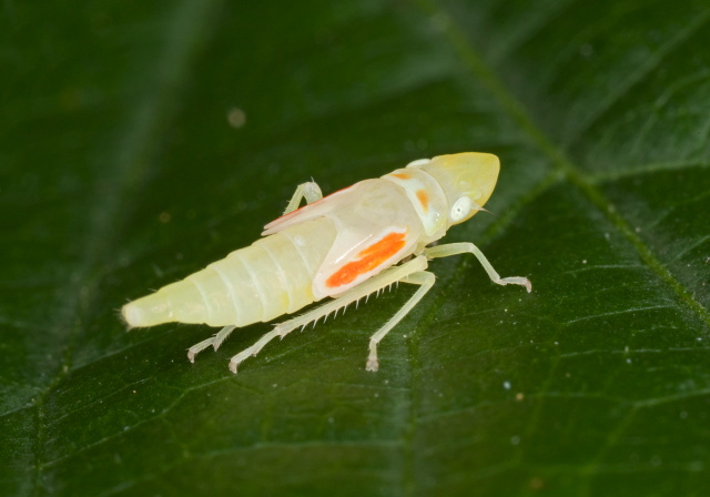Graphocephala sp. Cicadellidae