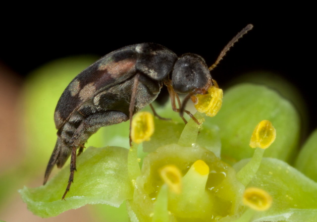 Falsomordellistena pubescens Mordellidae