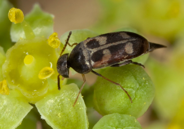 Falsomordellistena pubescens Mordellidae