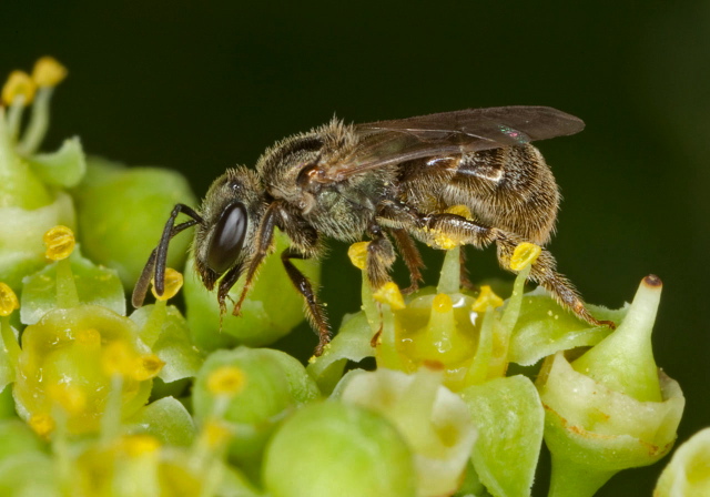 Lasioglossum (Dialictus) sp. Halictidae