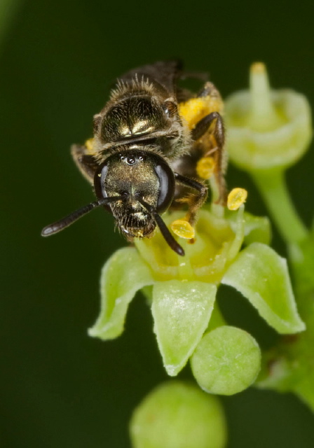 Lasioglossum (Dialictus) sp. Halictidae