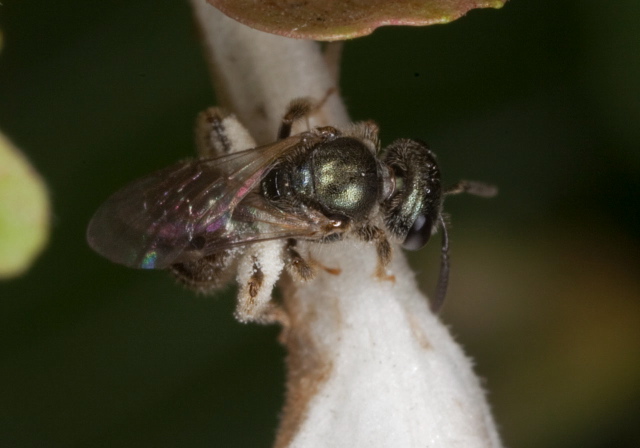 Lasioglossum (Dialictus) sp. Halictidae
