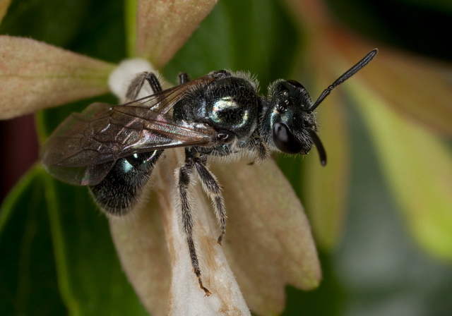 Lasioglossum (Dialictus) sp. Halictidae