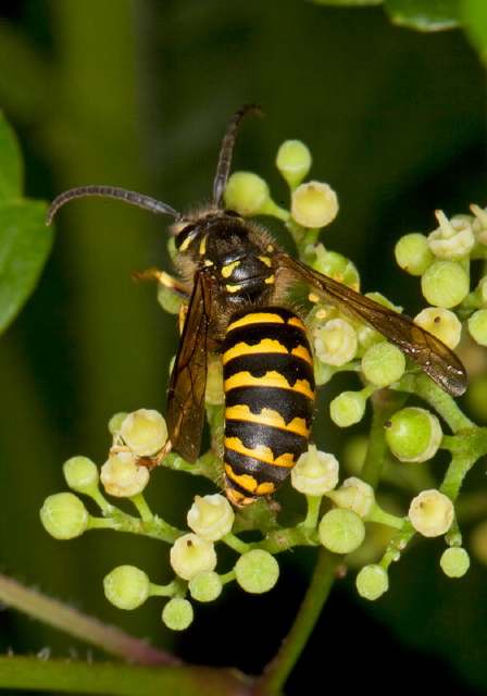 Dolichovespula arenaria Vespidae