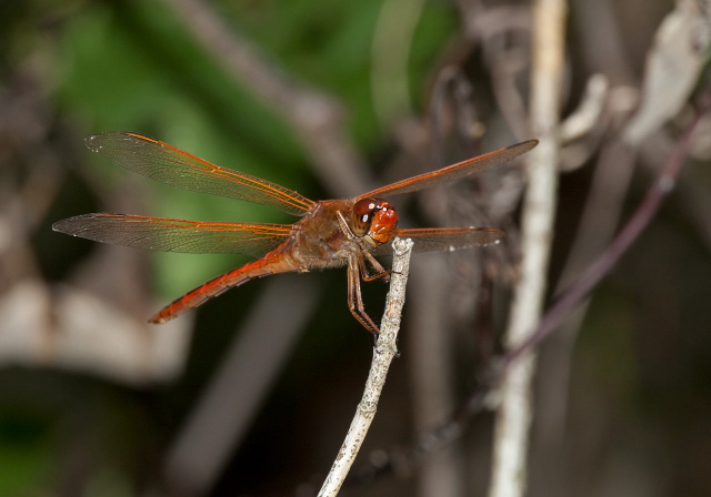 Libellula needhami Libellulidae