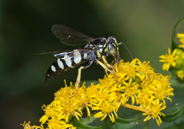 Bicyrtes quadrifasciatus Crabronidae