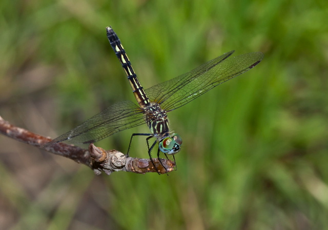 Pachydiplax longipennis Libellulidae