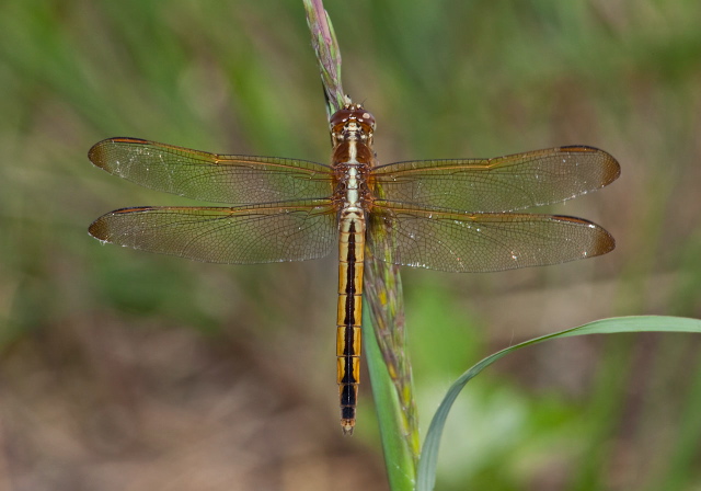 Libellula needhami Libellulidae