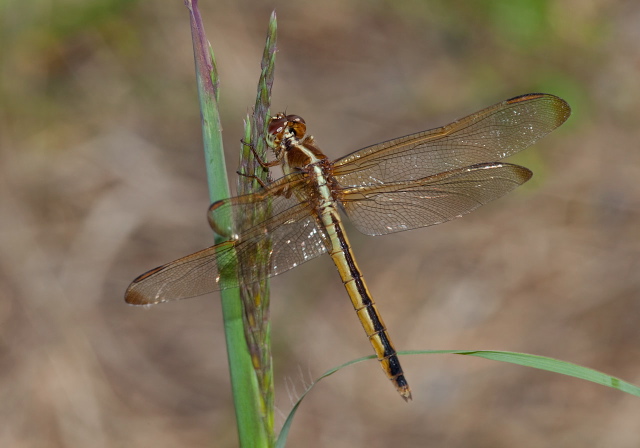 Libellula needhami Libellulidae