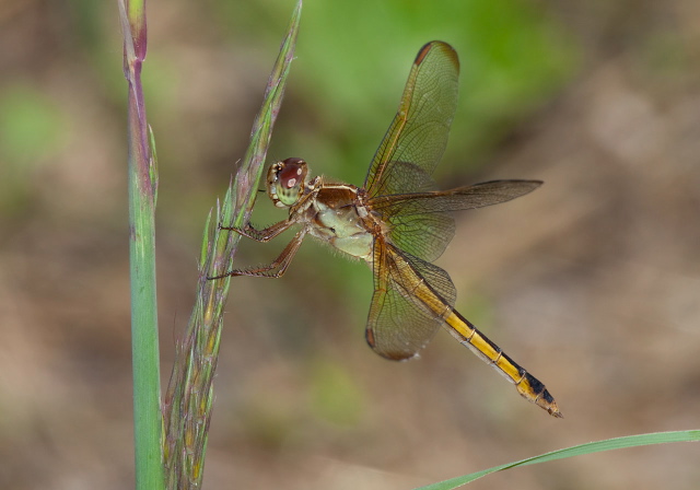 Libellula needhami Libellulidae