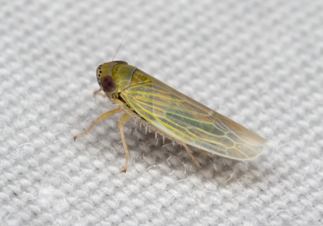 Graminella nigrifrons Cicadellidae