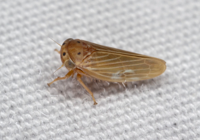 Agallia quadripunctata Cicadellidae