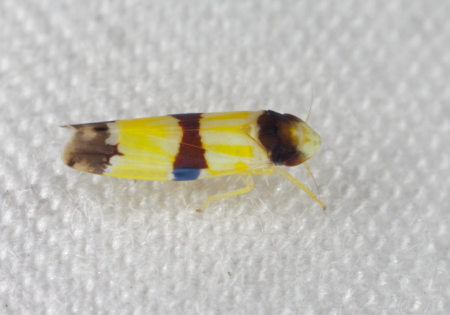 Erythroneura tricincta Cicadellidae