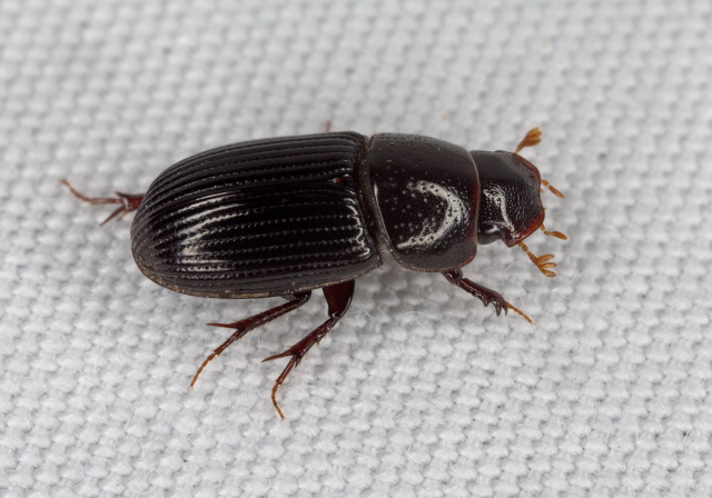 Ataenius sp.? Scarabaeidae