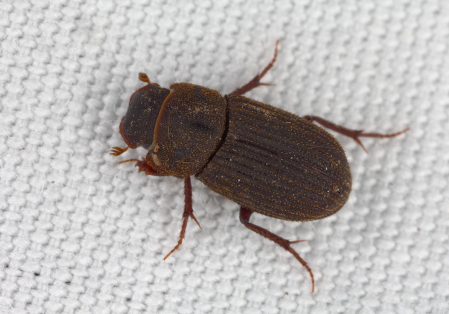 Ataenius imbricatus Scarabaeidae