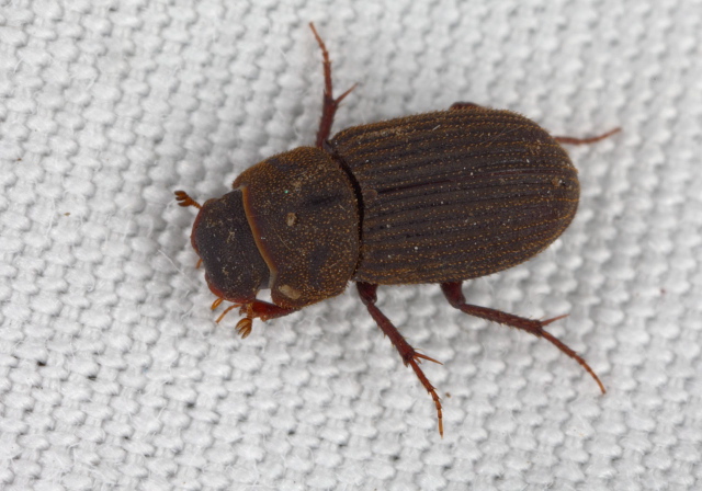 Ataenius imbricatus Scarabaeidae