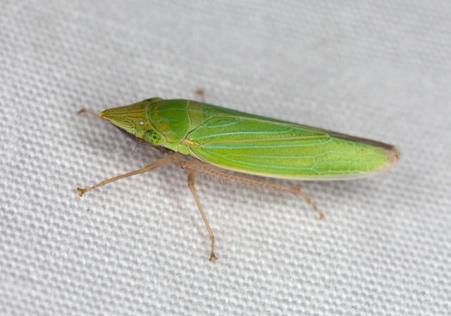 Draeculacephala sp. Cicadellidae