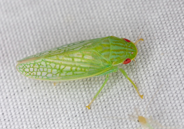 Gyponana cacumina Cicadellidae