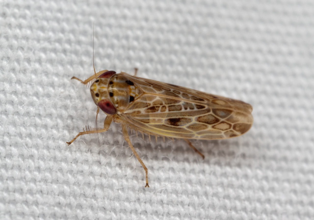 Endria inimica Cicadellidae