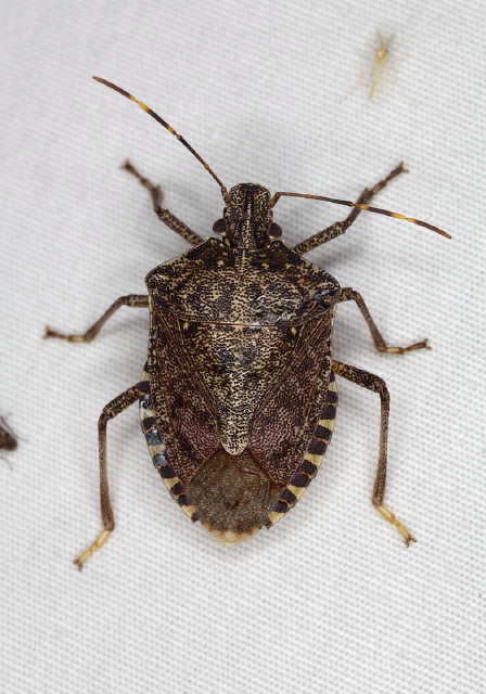 Halyomorpha halys Pentatomidae