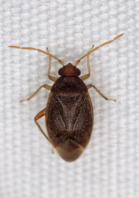 Ceratocapsus sp. Miridae