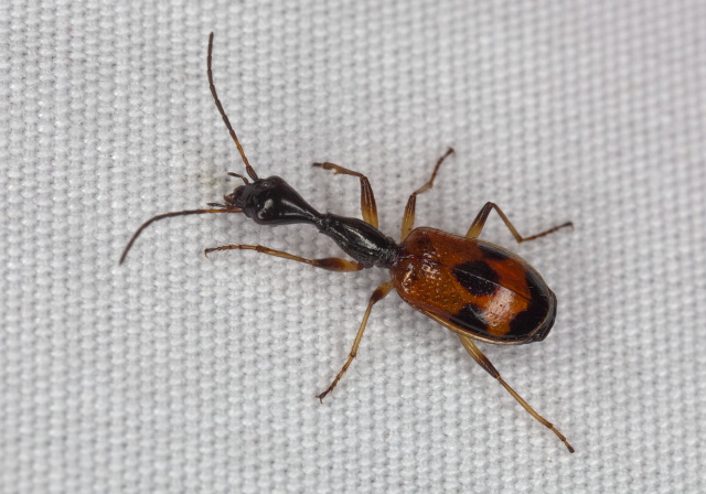 Colliuris pensylvanica Carabidae