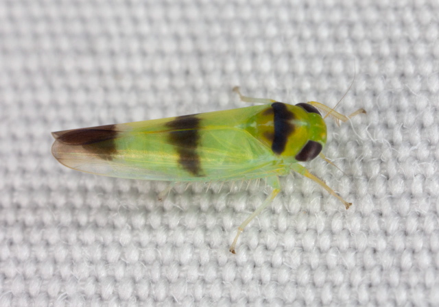 Empoasca (Kybos) trifasciata Cicadellidae