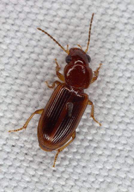 Bradycellus (Stenocellusa) tantillus? Carabidae