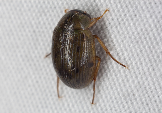 Berosus sp. Hydrophilidae