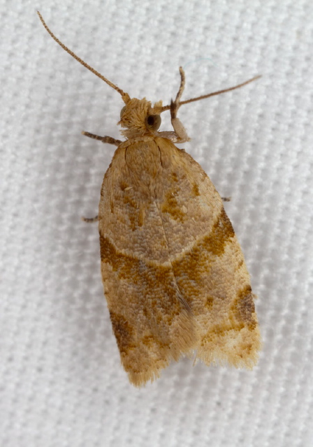 Clepsis peritana Tortricidae