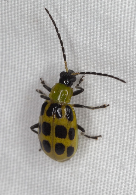 Diabrotica undecimpunctata Chrysomelidae