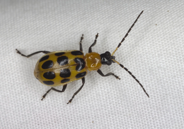 Diabrotica undecimpunctata Chrysomelidae