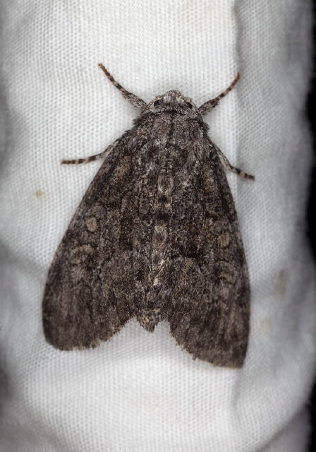 Raphia frater Noctuidae